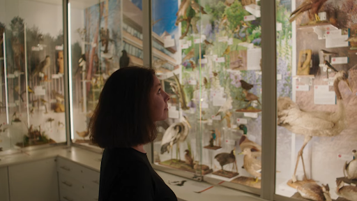 A scientist looking at birds in a museum
